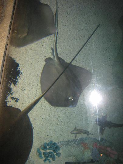 Aquarium 03.JPG